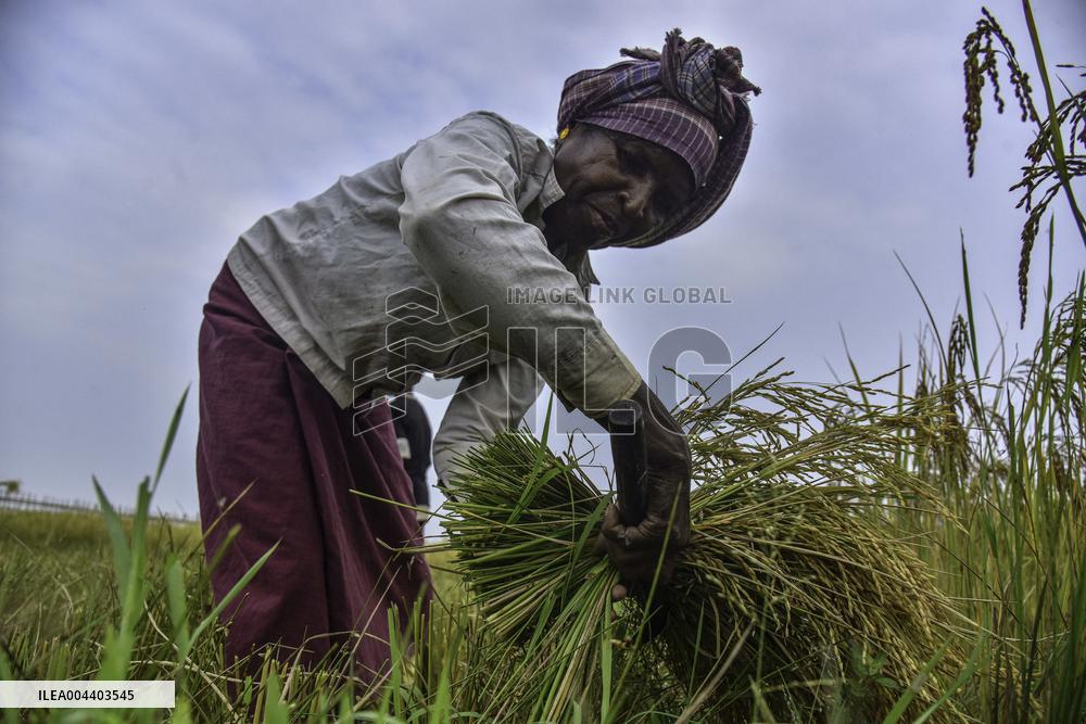 Rice Harvest in Assam - India