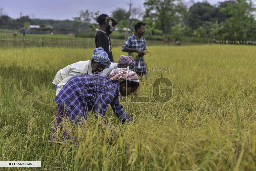 Rice Harvest in Assam - India
