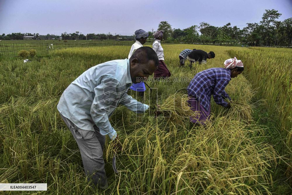 Rice Harvest in Assam - India