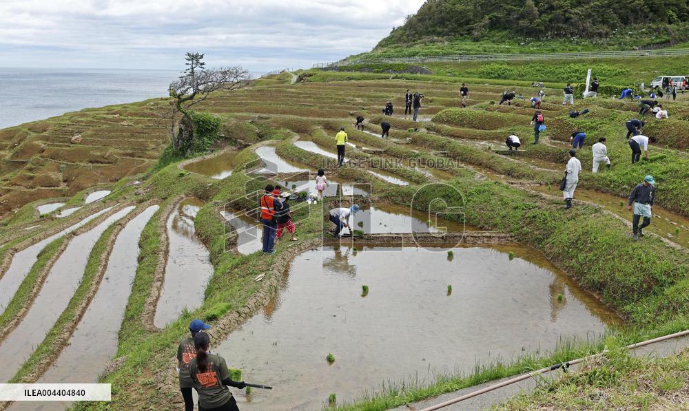 Rice-planting in Wajima