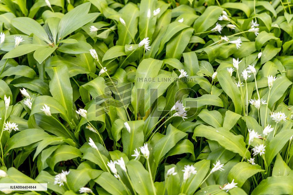 RAMSON