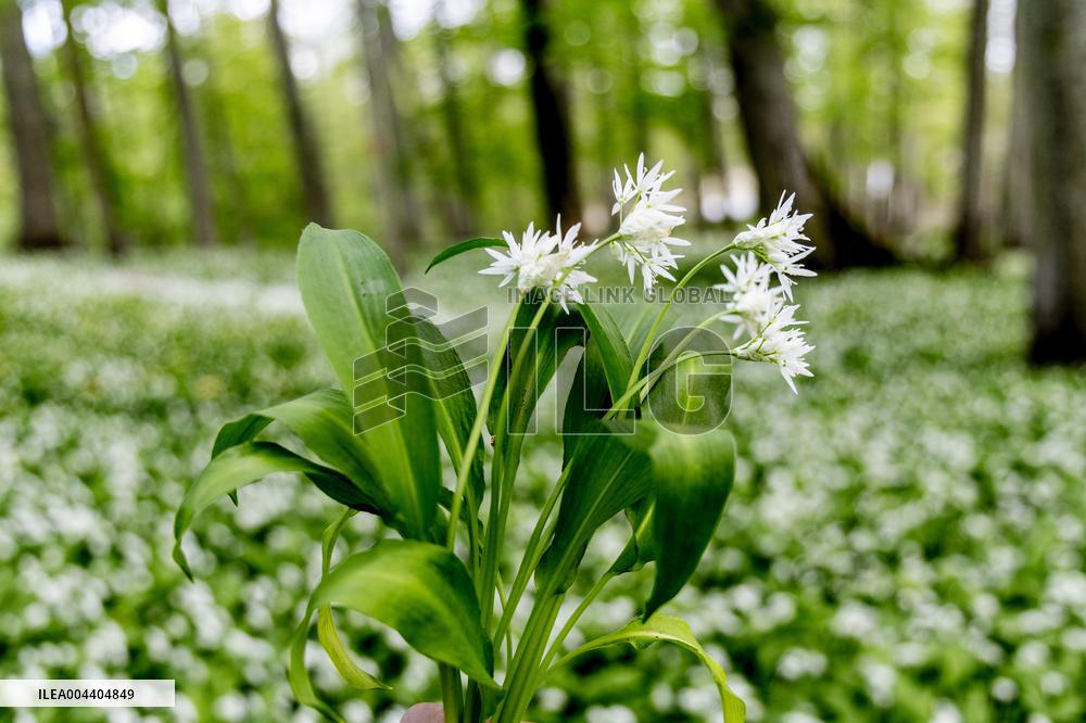 RAMSON