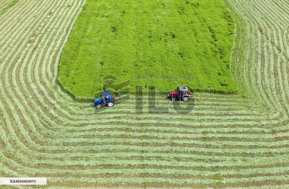 Mugwort Planting Base in Suqian