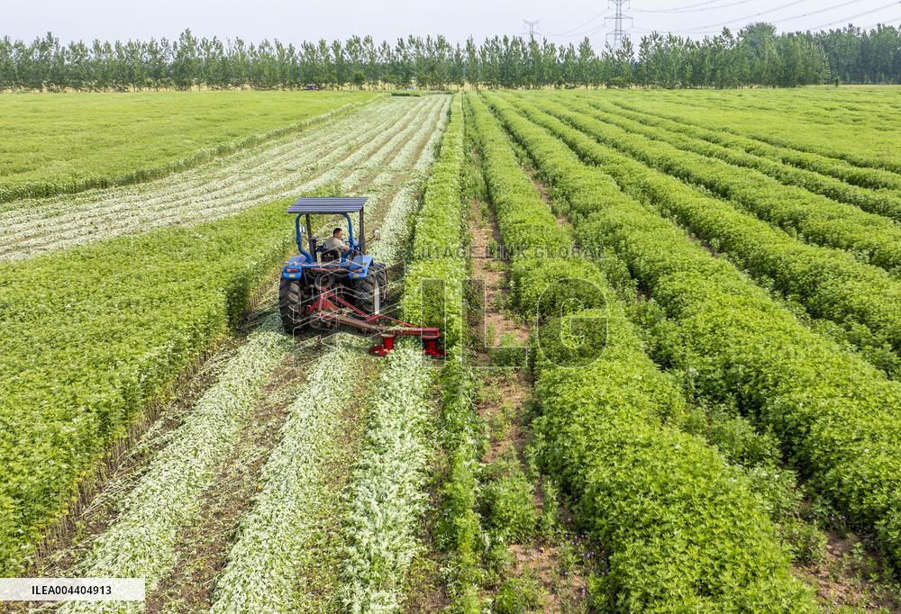 Mugwort Planting Base in Suqian