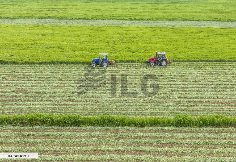 Mugwort Planting Base in Suqian