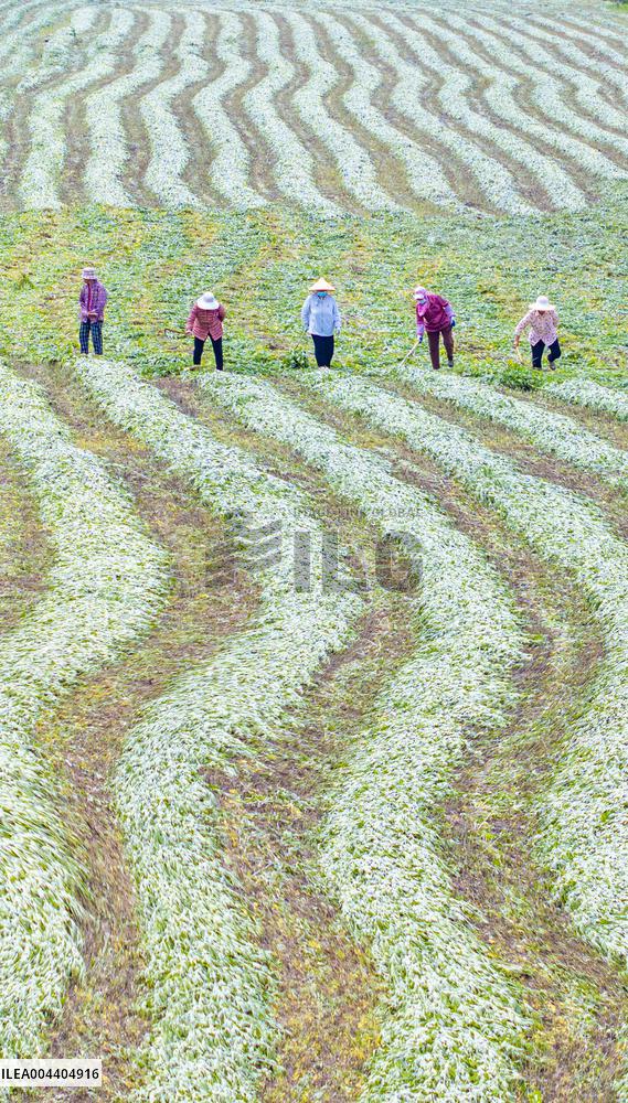 Mugwort Planting Base in Suqian