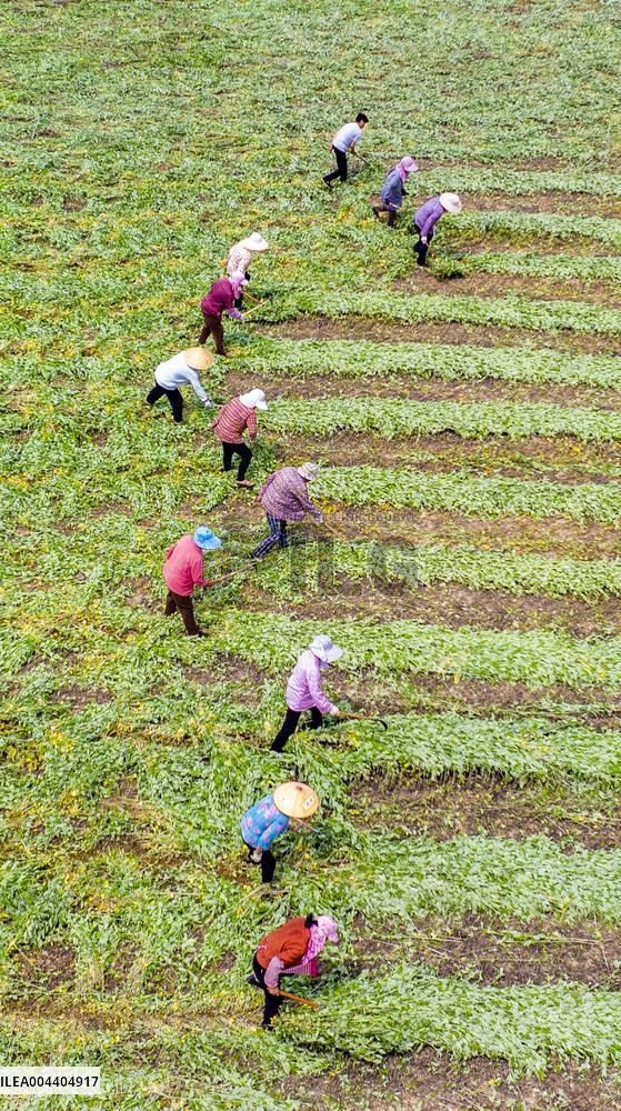 Mugwort Planting Base in Suqian