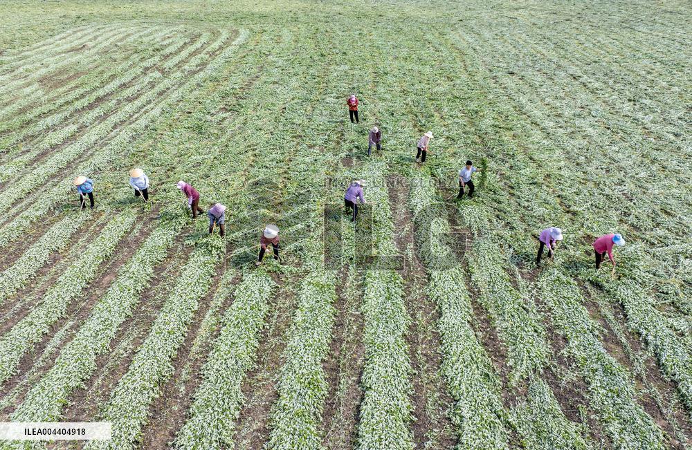 Mugwort Planting Base in Suqian