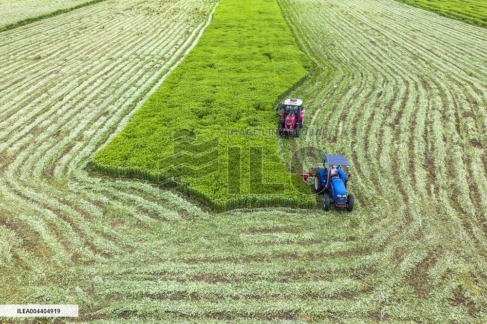 Mugwort Planting Base in Suqian