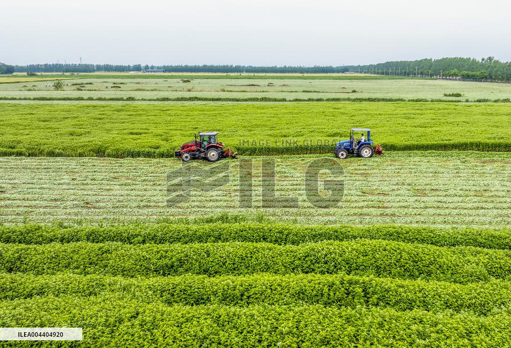 Mugwort Planting Base in Suqian