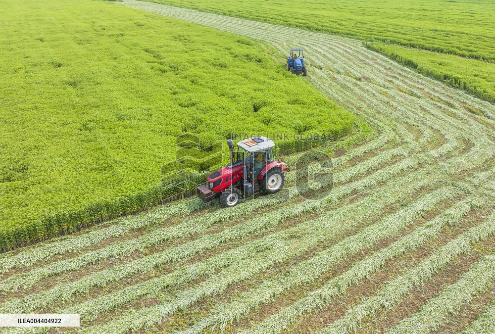 Mugwort Planting Base in Suqian