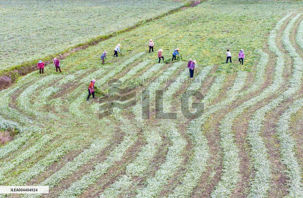 Mugwort Planting Base in Suqian