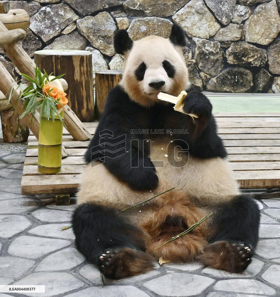 Giant panda gets Mother's Day gift