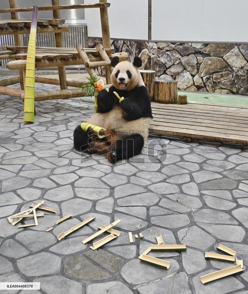 Giant panda gets Mother's Day gift