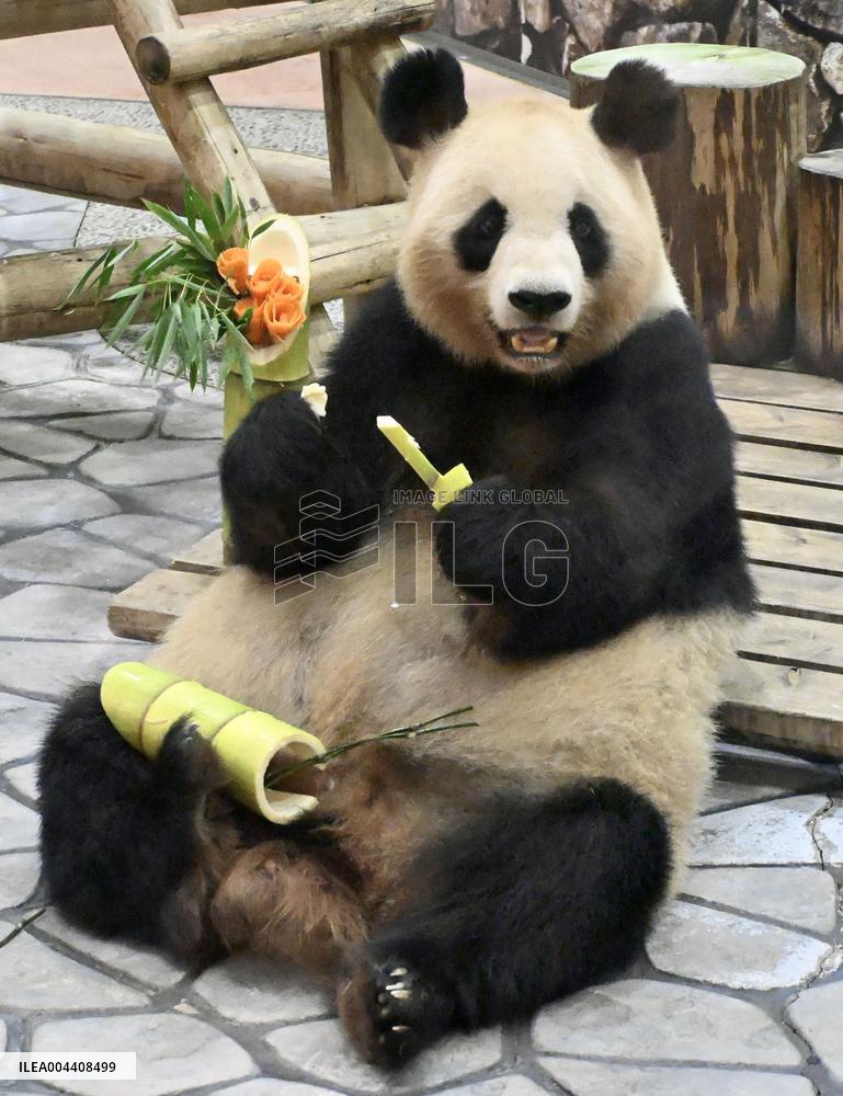 Giant panda gets Mother's Day gift