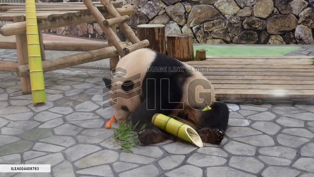 Giant panda gets Mother's Day gift