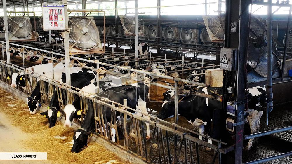 Xiangyang Dairy Farm