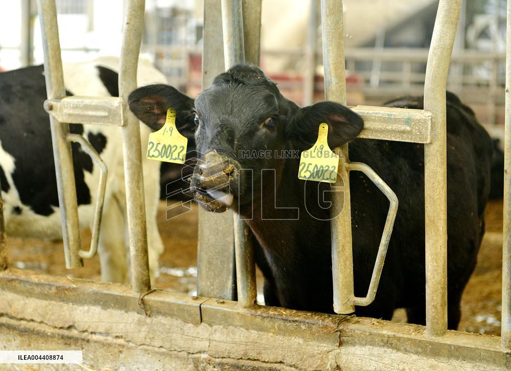 Xiangyang Dairy Farm