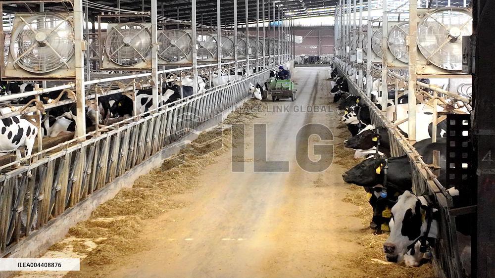 Xiangyang Dairy Farm