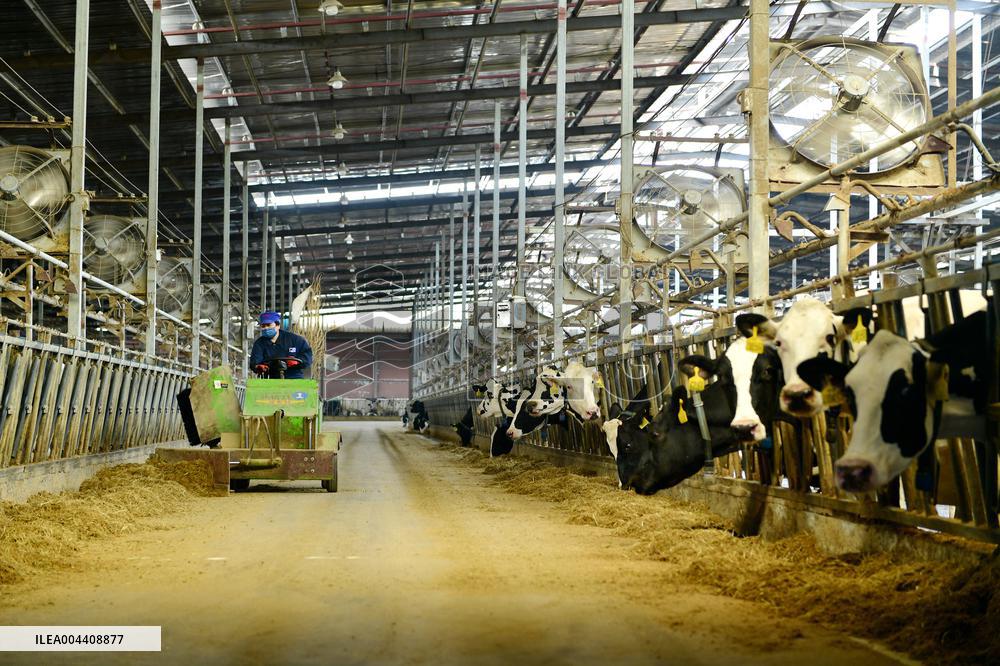 Xiangyang Dairy Farm