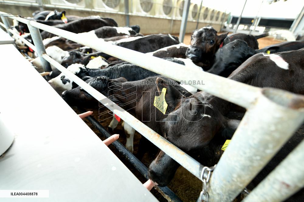 Xiangyang Dairy Farm