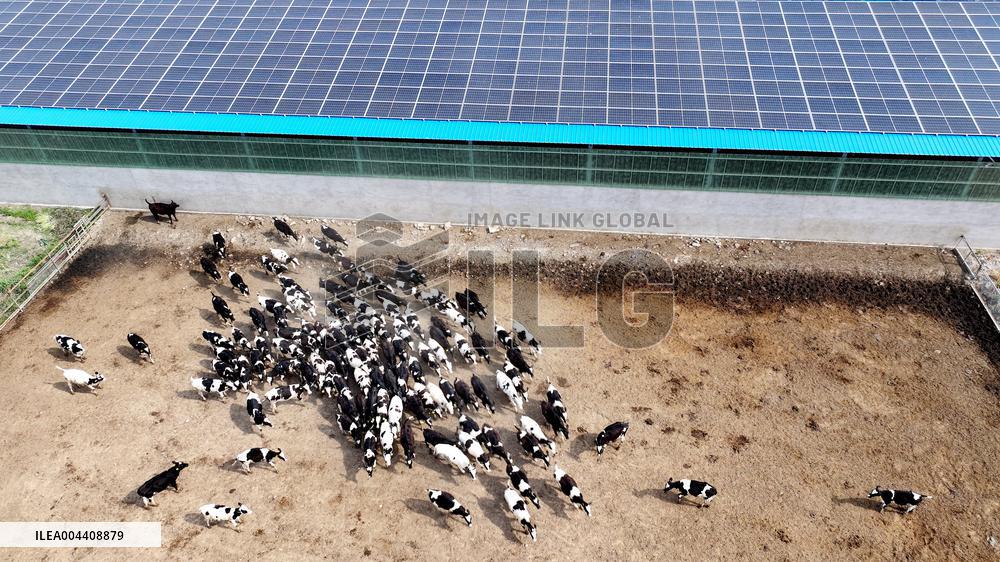 Xiangyang Dairy Farm
