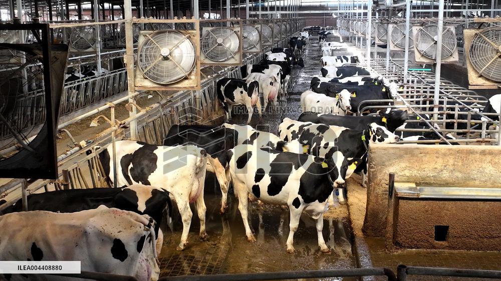 Xiangyang Dairy Farm