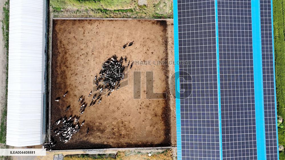 Xiangyang Dairy Farm