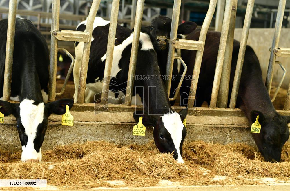 Xiangyang Dairy Farm