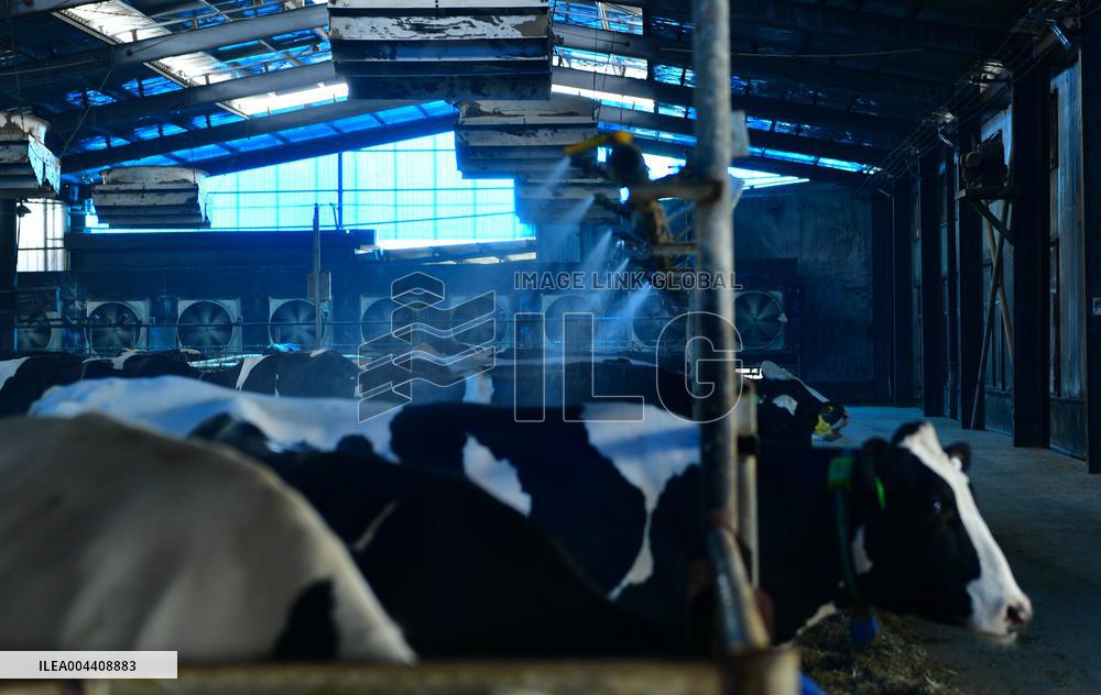 Xiangyang Dairy Farm