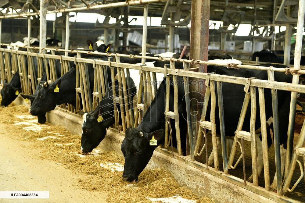 Xiangyang Dairy Farm