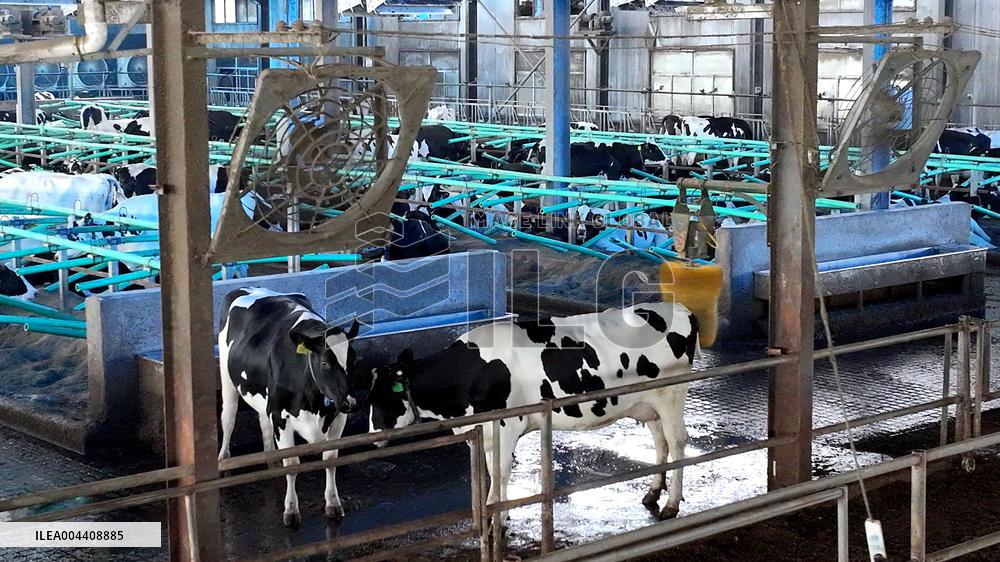 Xiangyang Dairy Farm