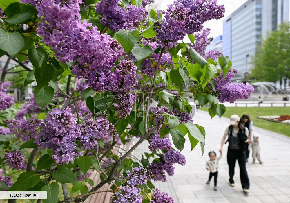 Lilac flowers in Hokkaido
