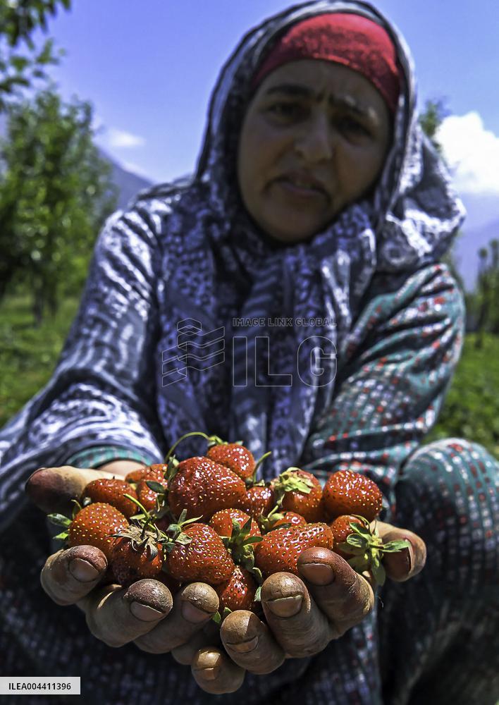 Strawberry Harvest Illustrations - India