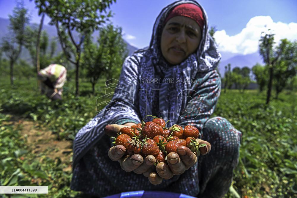 Strawberry Harvest Illustrations - India