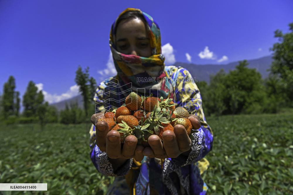 Strawberry Harvest Illustrations - India