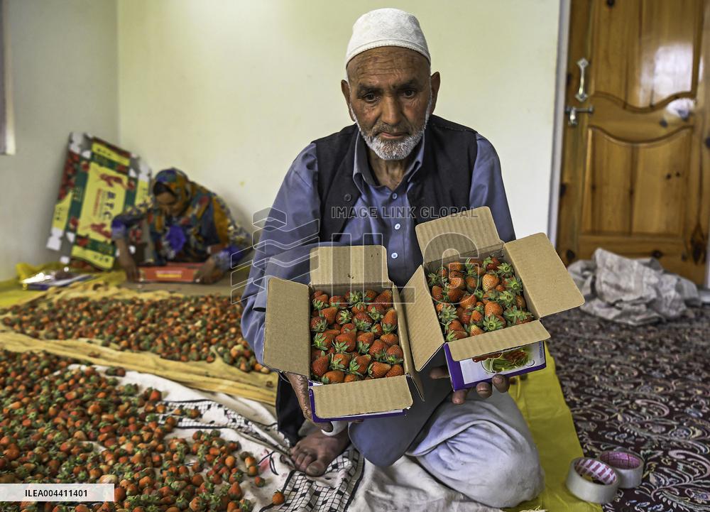 Strawberry Harvest Illustrations - India