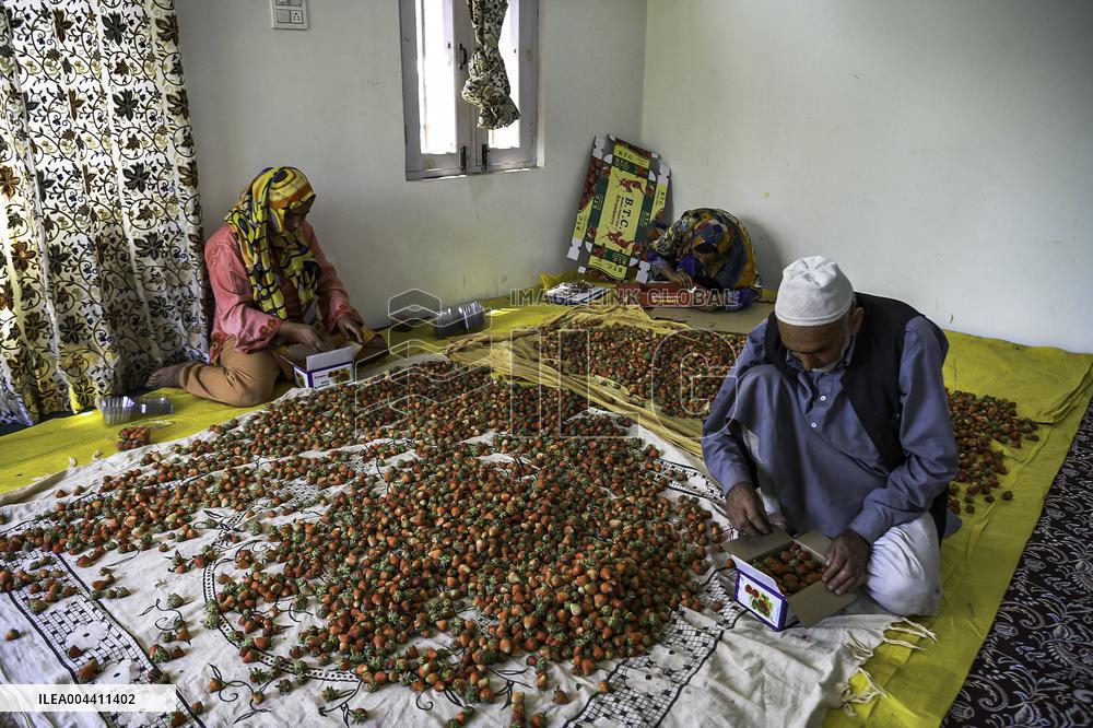 Strawberry Harvest Illustrations - India
