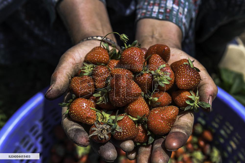 Strawberry Harvest Illustrations - India