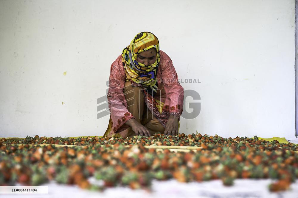 Strawberry Harvest Illustrations - India