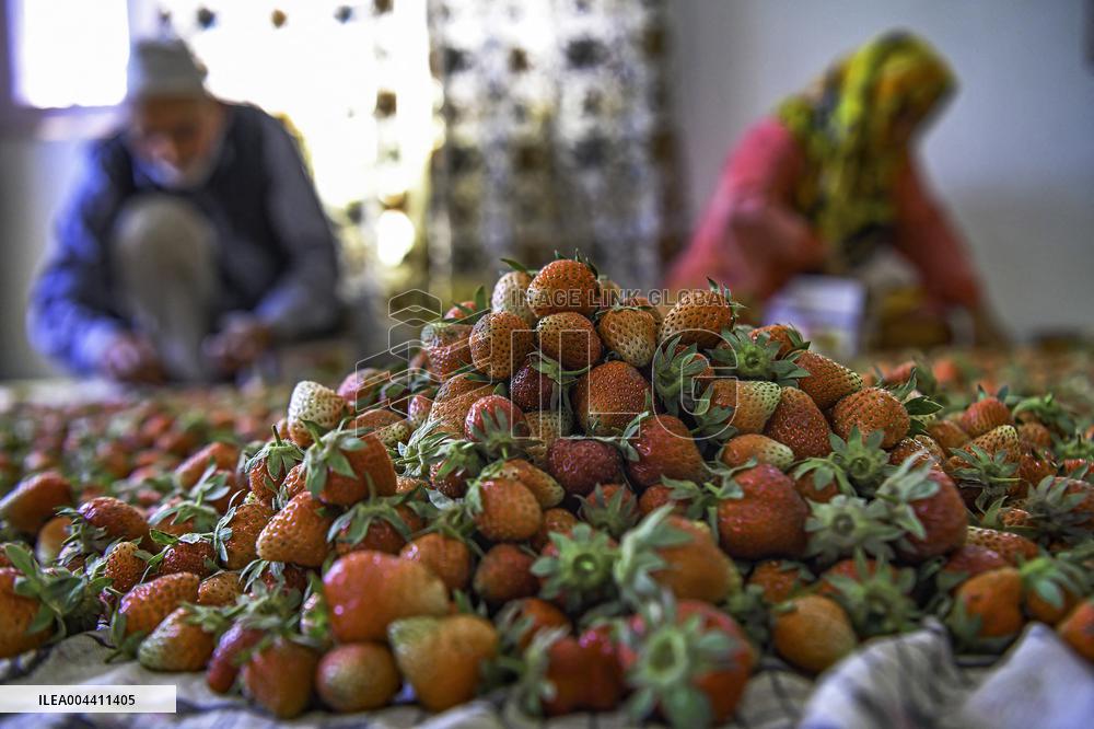 Strawberry Harvest Illustrations - India