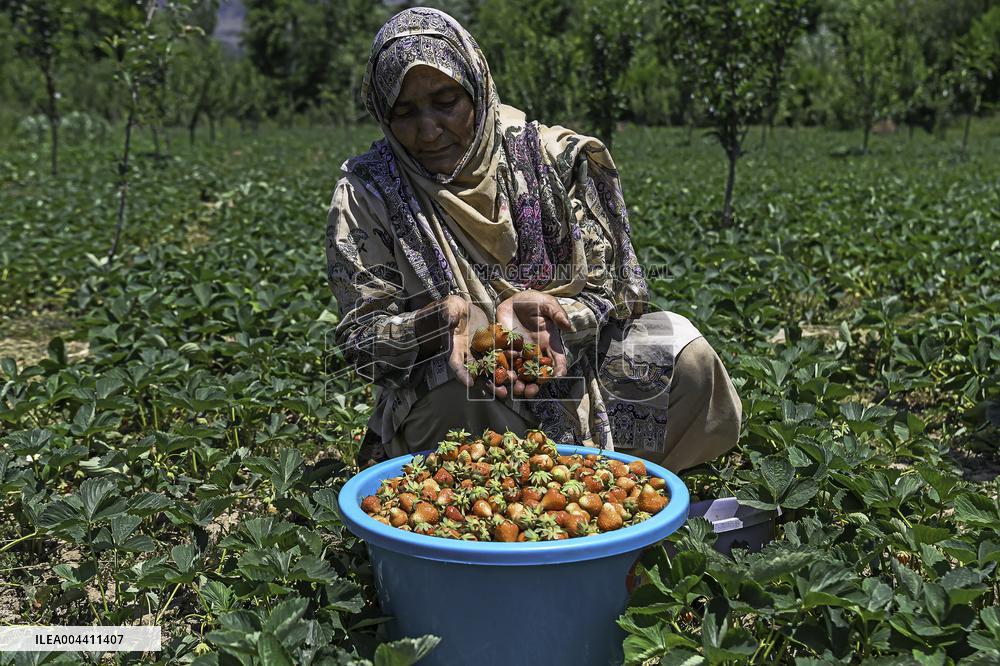 Strawberry Harvest Illustrations - India
