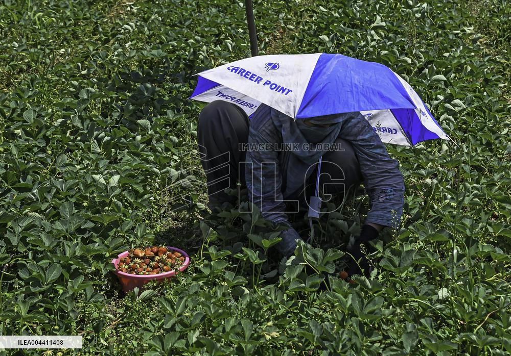 Strawberry Harvest Illustrations - India