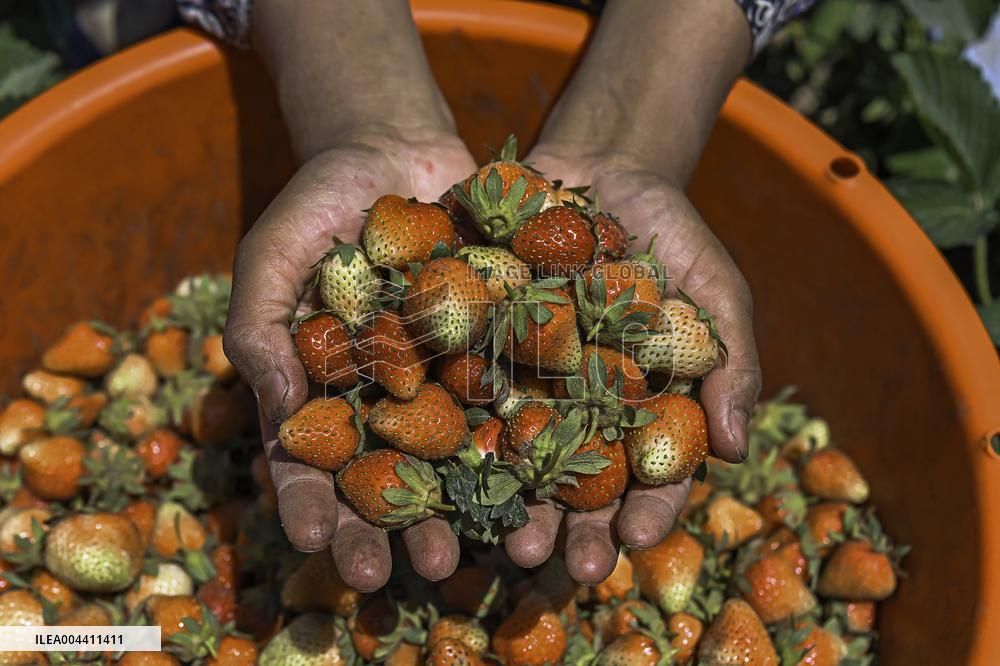 Strawberry Harvest Illustrations - India