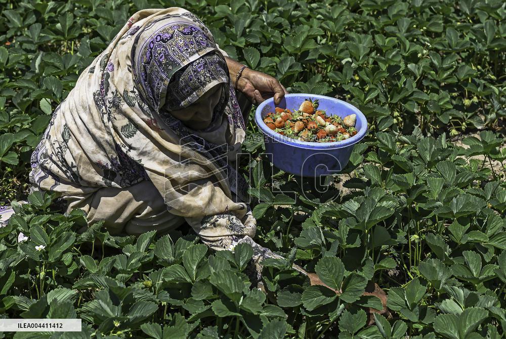 Strawberry Harvest Illustrations - India