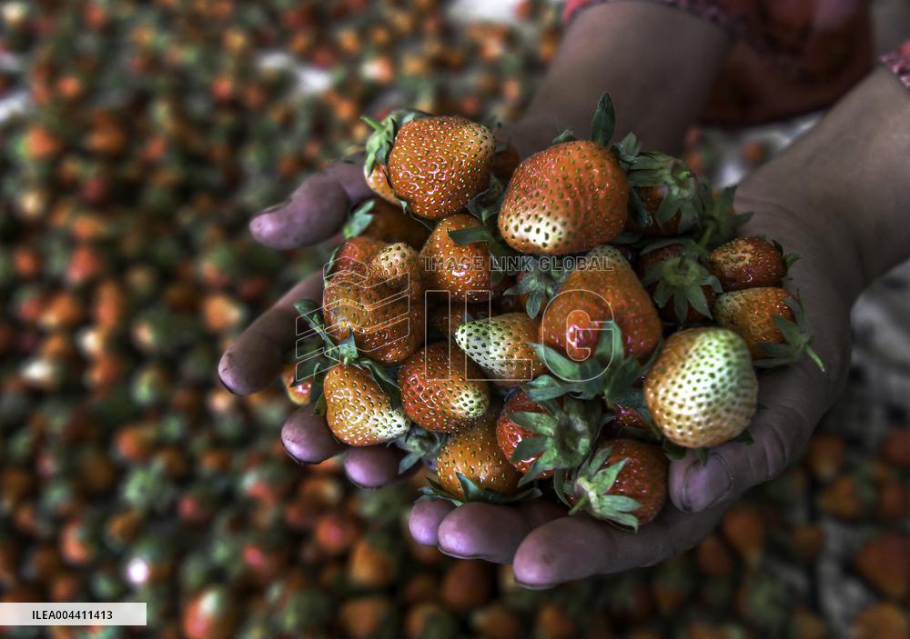 Strawberry Harvest Illustrations - India