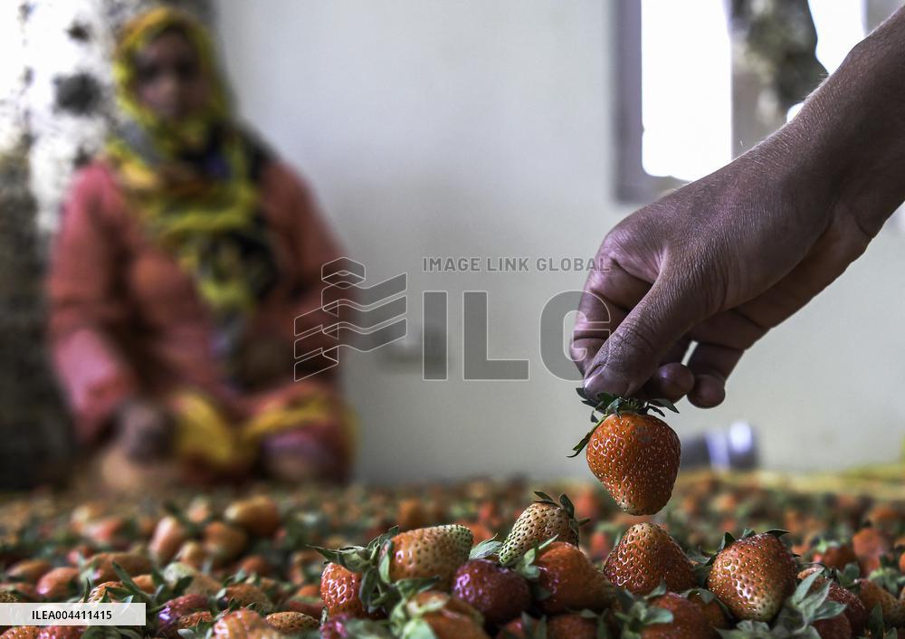 Strawberry Harvest Illustrations - India