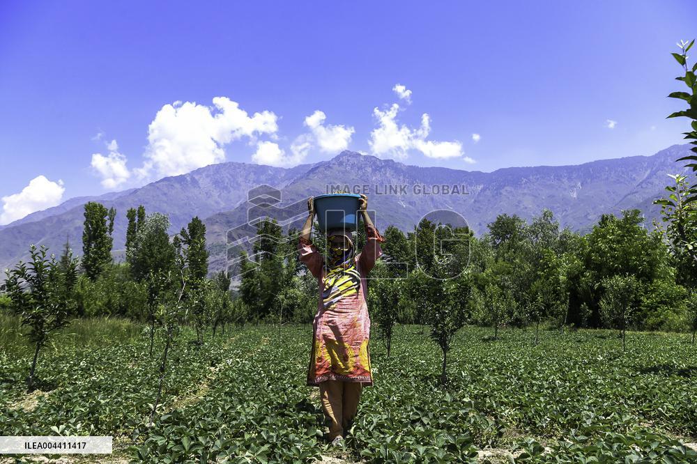 Strawberry Harvest Illustrations - India