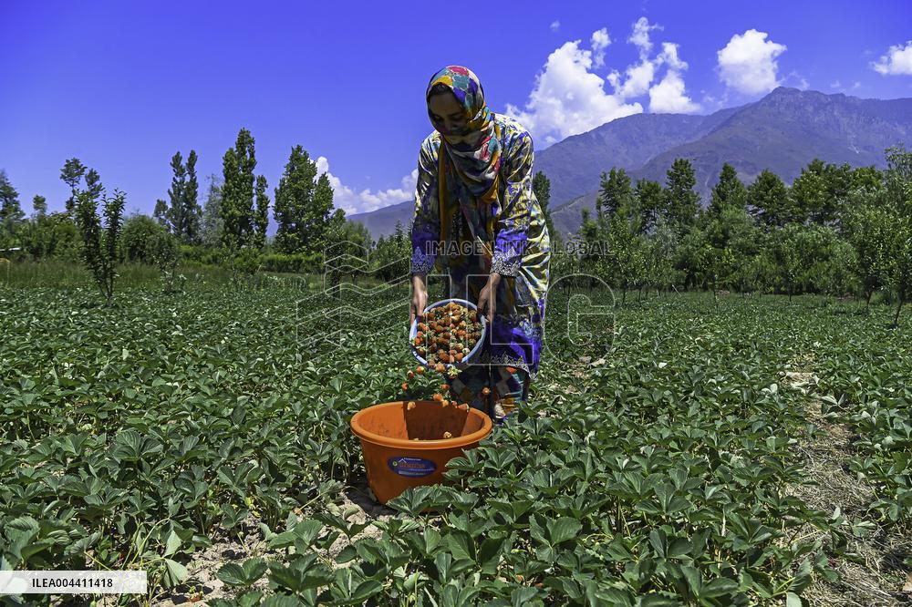 Strawberry Harvest Illustrations - India
