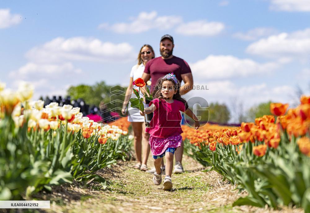Tulip Farm Illustrations - Canada
